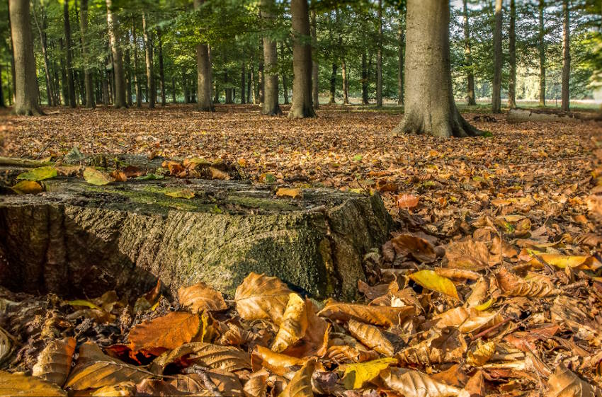 Die optimale Jahreszeit für Baumfällungen Herbst
